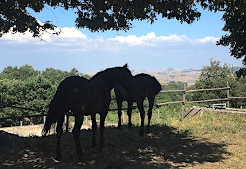 Due cavalli Murgesi nell'ombra