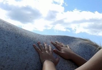 Mani che toccano il pelo del cavallo tosato
